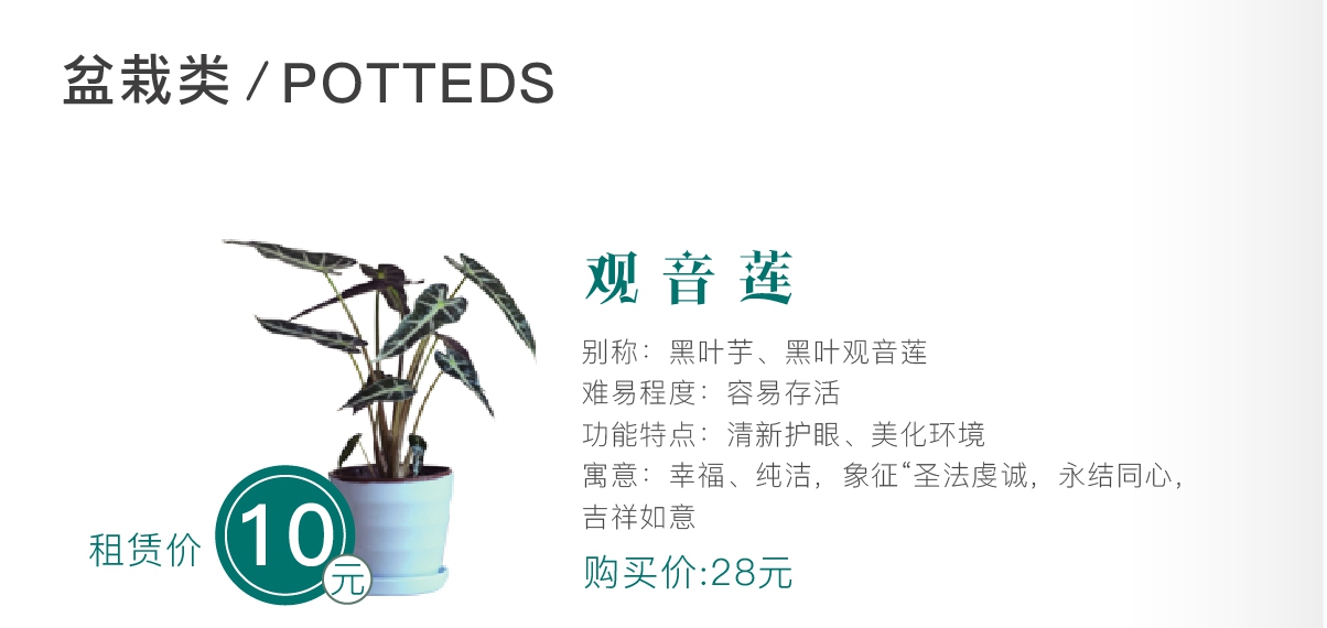 广州英泽花美汇提供物美**的植物租赁服务