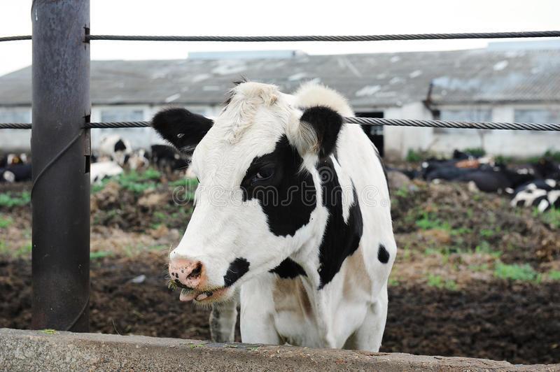 供应奶牛饲料养殖**添加剂硫酸钙 饲料级石膏粉
