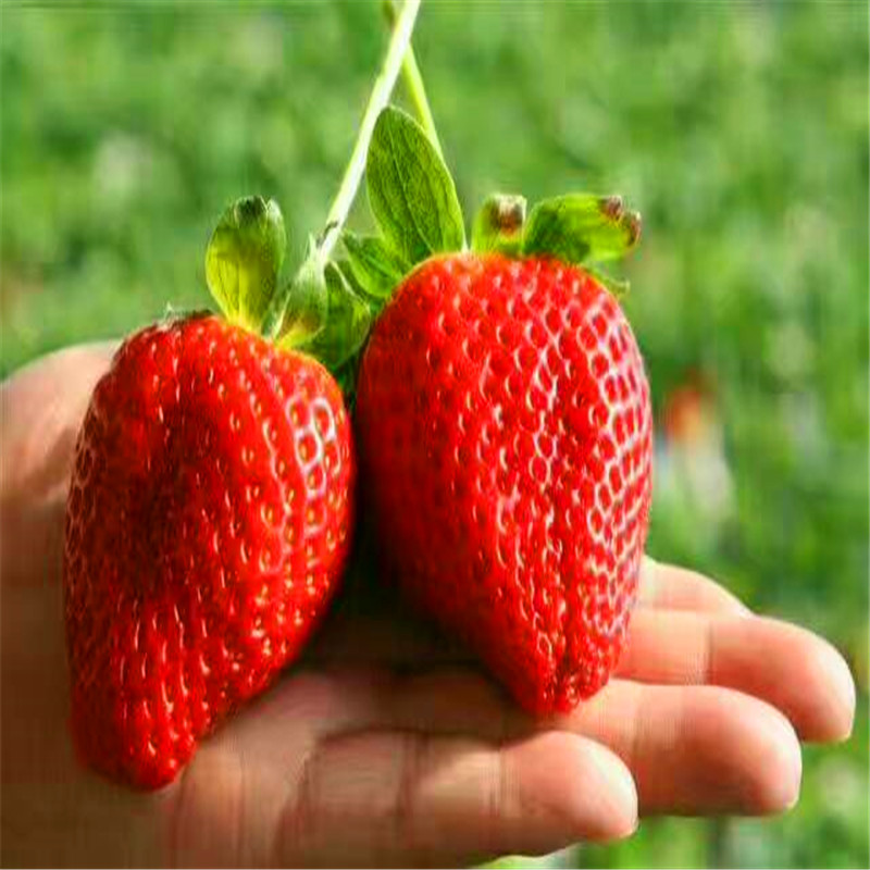 青海草莓苗基地