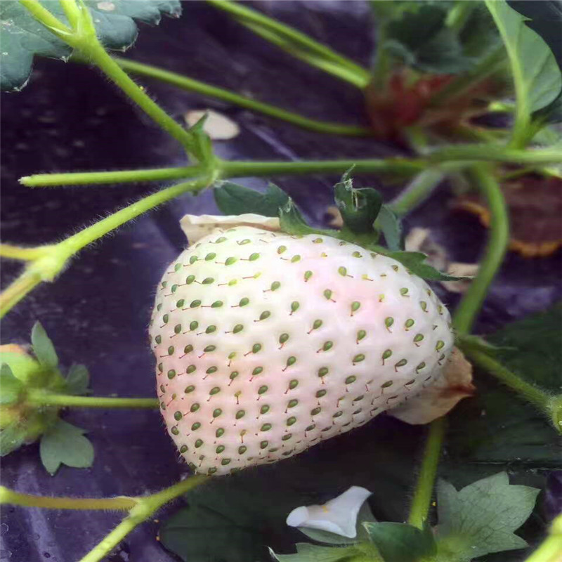 青海草莓苗基地