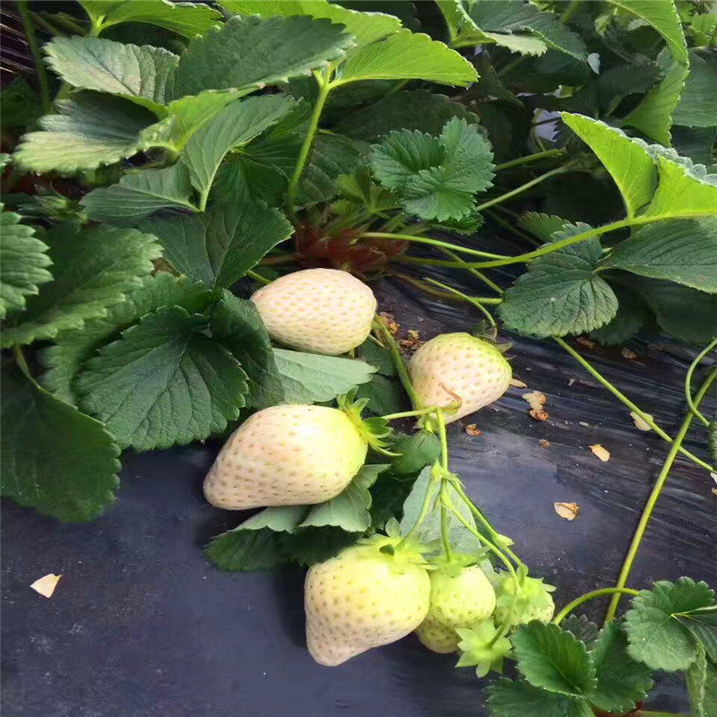 白雪公主草莓苗生产商 品质保证