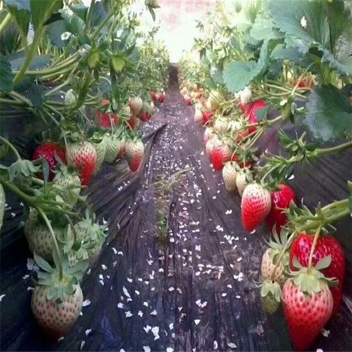 福建草莓苗批发