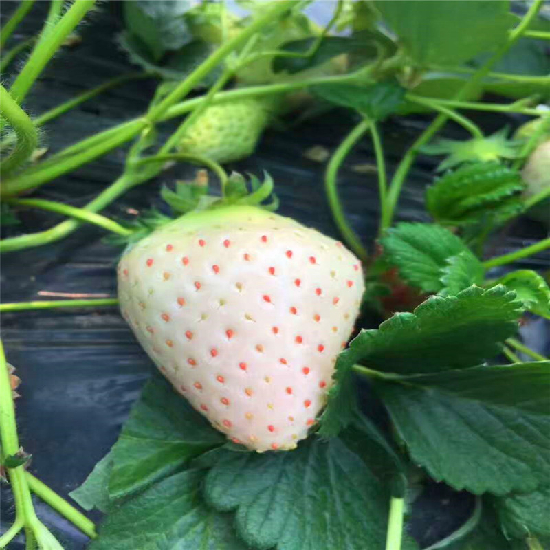白雪公主草莓苗生产商