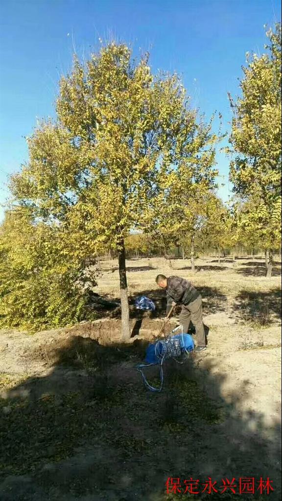 矮杆金叶榆球 欢迎在线咨询