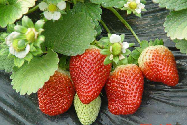 草莓苗圃不可轻视防除杂草