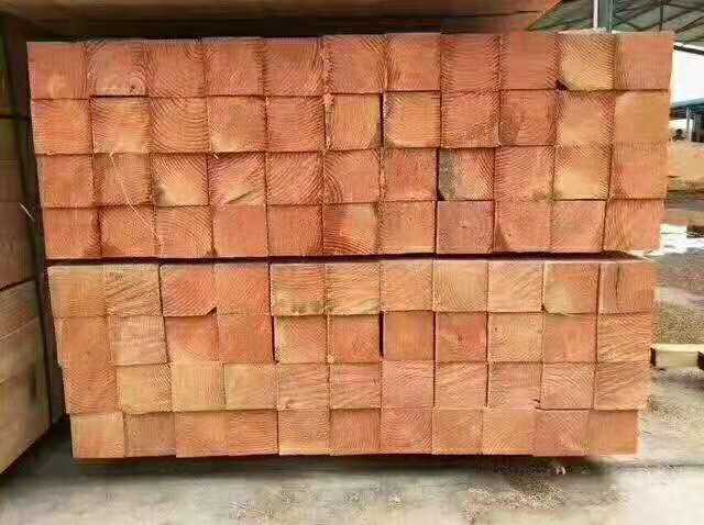 西宁樟子松生产商