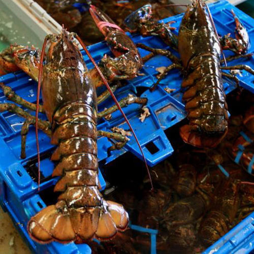 进口加拿大龙虾可以借用进出口权报关的代理