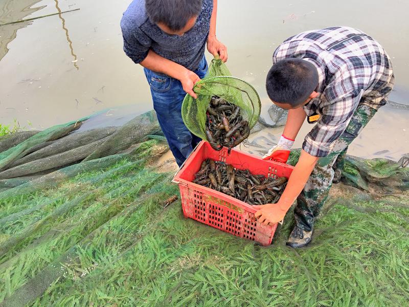 湖北淡水澳龙虾苗出售 澳洲原种 **高产量