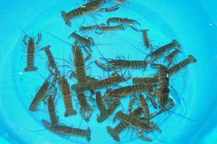 武汉养殖基地小龙虾虾苗产量高 成品虾包回收