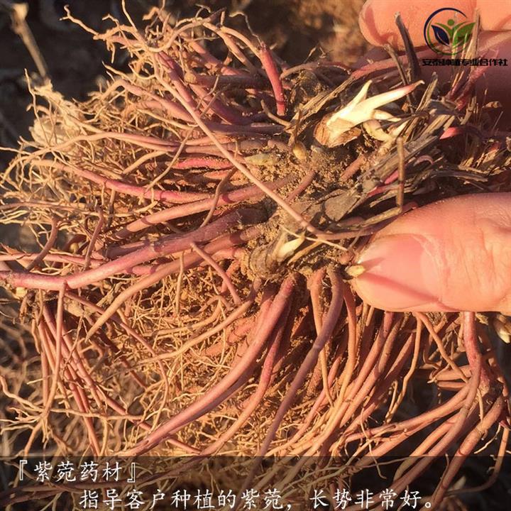 紫菀根紫菀苗种植方法欢迎来电垂询