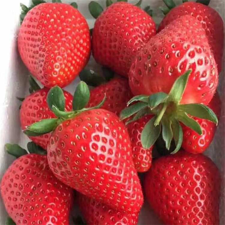 贵州宁玉草莓苗种植技术 大棚种植宁玉草莓苗几月份结果