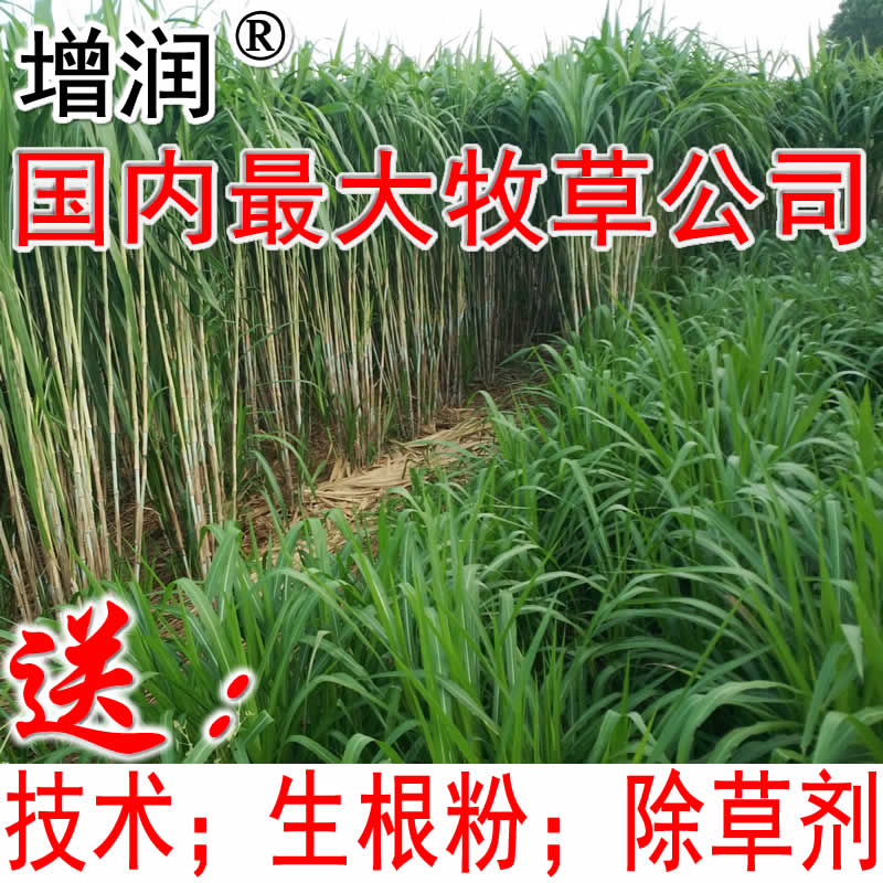 增润中国台湾甜象草种节 甜象草种子种苗包邮 养殖多年生牧草种子