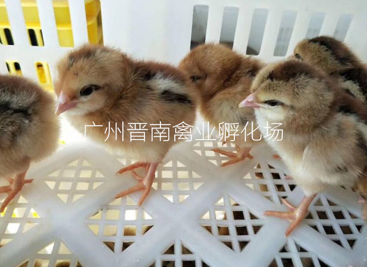 广东清远麻鸡 优质活体土鸡 批发散卖种苗 公母肉鸡苗包活包运输