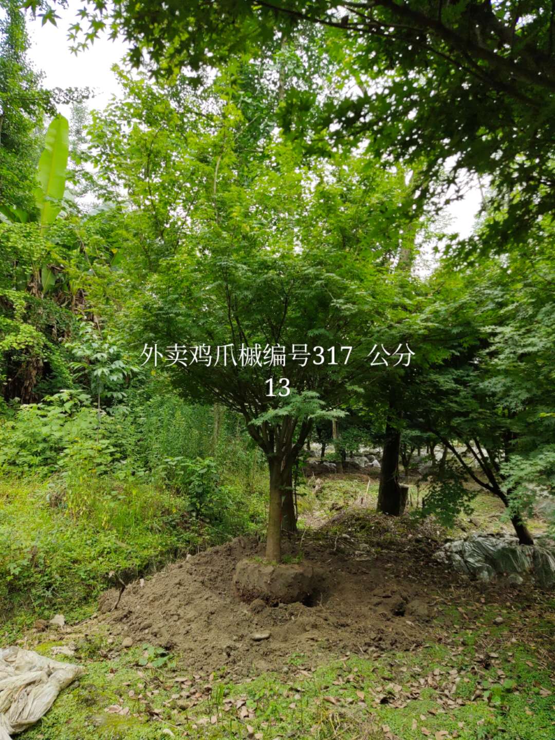 四川省-成都市苗木基地供应11公分树形优美-枝叶繁密的精品鸡爪槭
