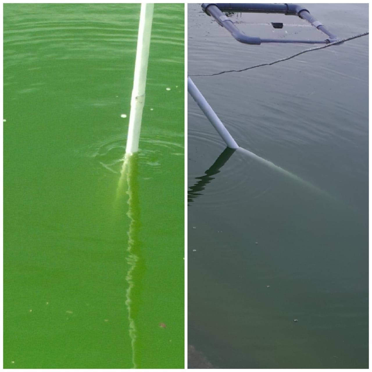 超声波除藻灭藻设备