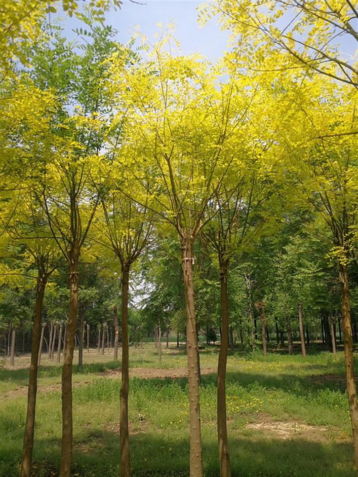 河北香花槐信息