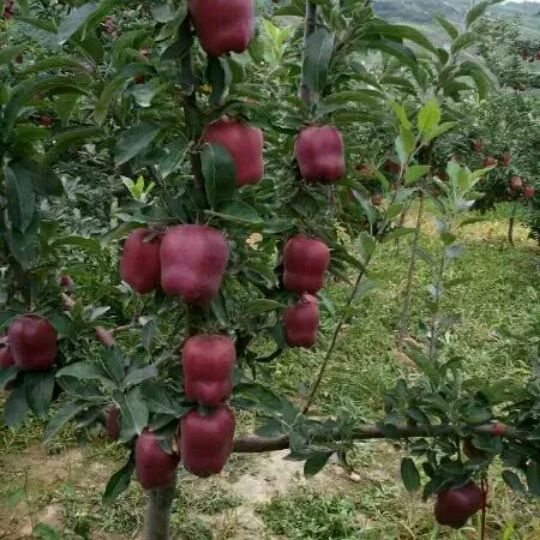 花牛苹果苗价格花牛苹果树苗产地批发品种介绍