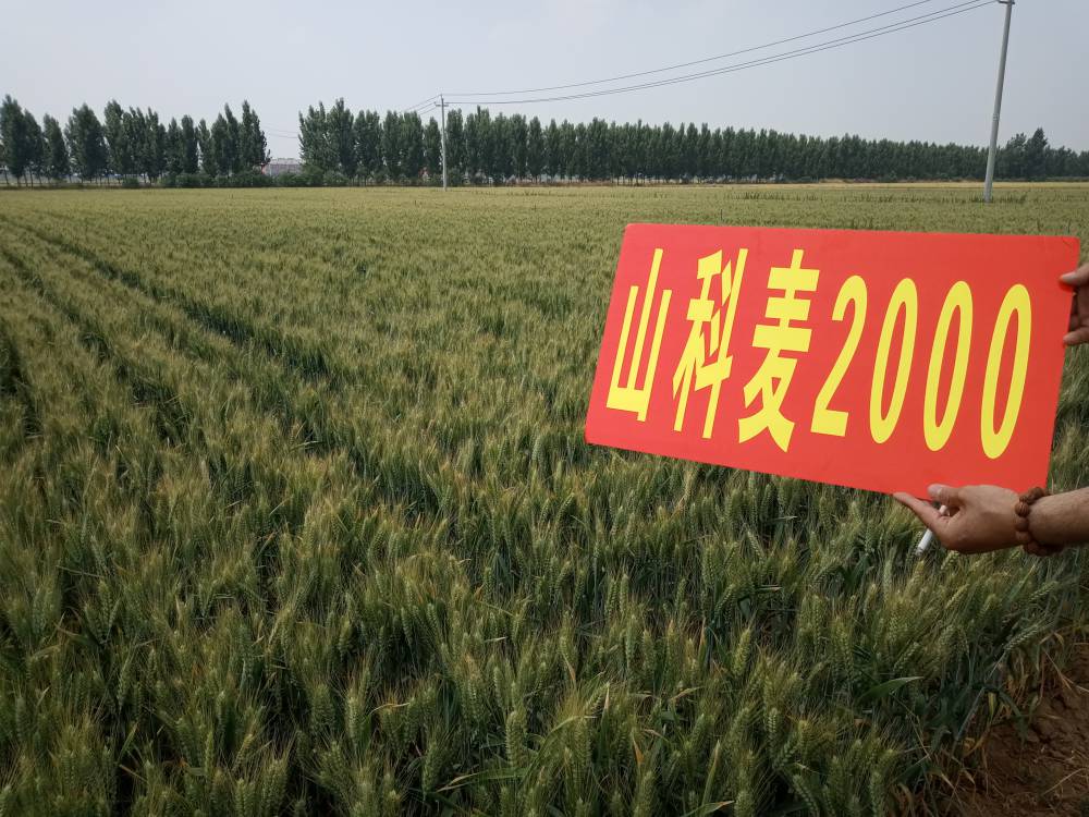 抗倒伏小麦麦种高产小麦种子山科麦2000
