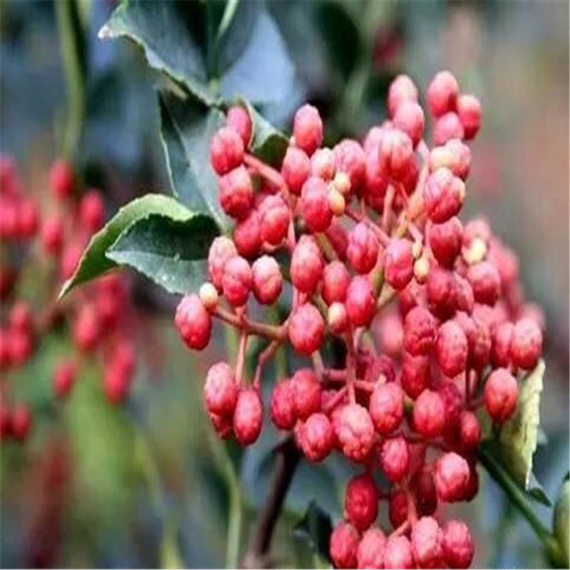 无刺花椒苗有 适合山地种植的花椒苗 大红袍花椒苗价格