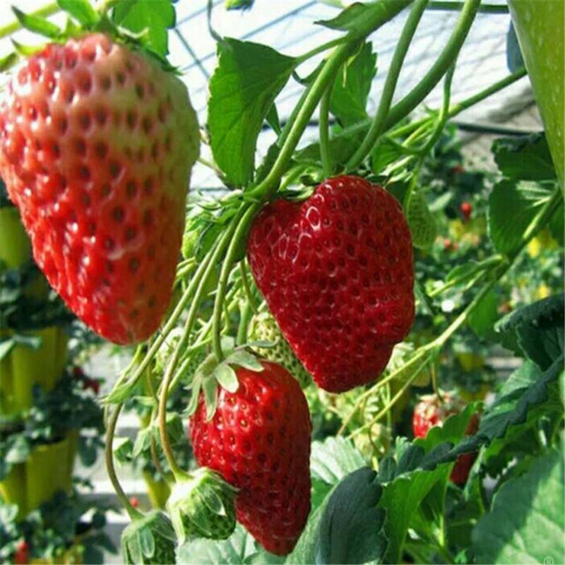 草莓苗批发价格 章姬草莓苗上车价格 甜查理草莓苗 草莓苗较新品种