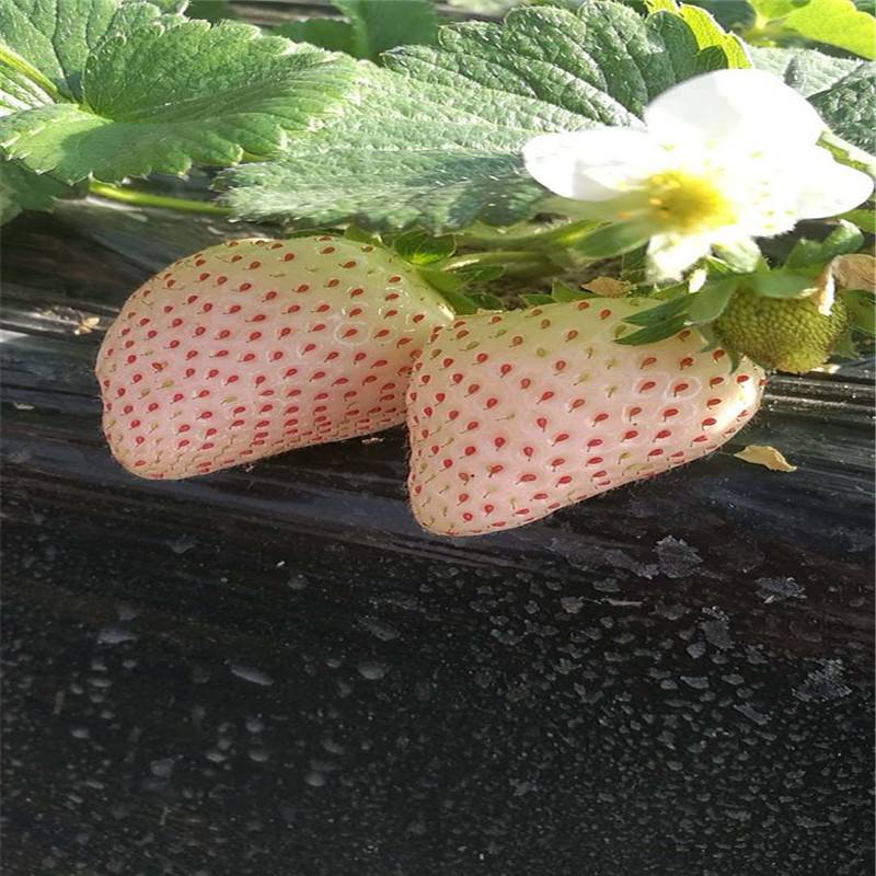 小白草莓苗出售 菠萝蜜草莓苗价格 日本白草莓苗品种