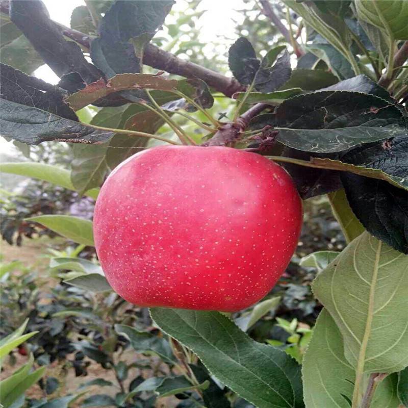 矮化苹果苗有哪些品种 119-06红肉苹果树 免套袋的苹果树品种
