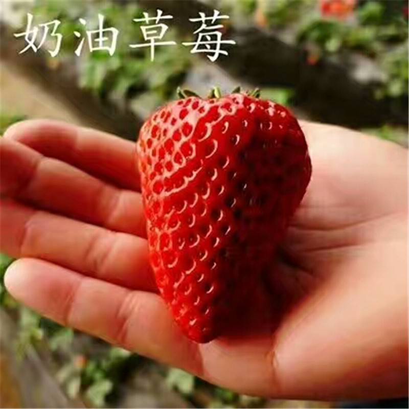 草莓苗有哪些品种 章姬草莓苗价格 法兰地草莓苗适合南方种植的草莓苗品种