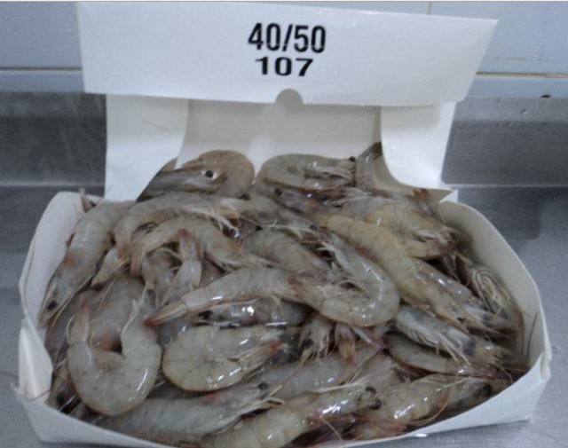 青岛港厄瓜多尔白虾进口报关代理公司