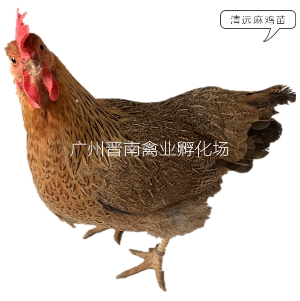 广州清远麻鸡苗 厂家土2号苗批发 土鸡苗清远鸡肉鸡苗