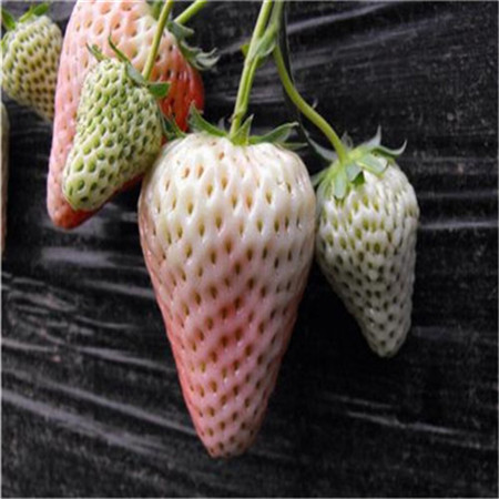 小白草莓苗、小白草莓苗好吃的品种价格
