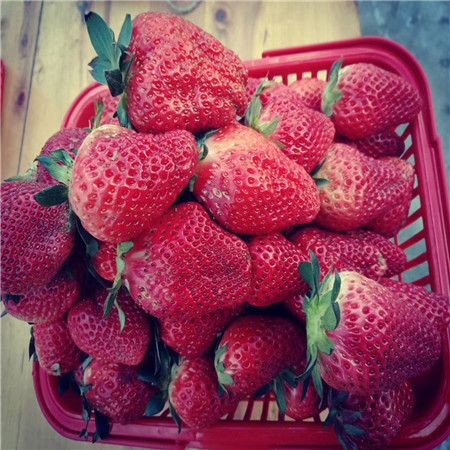 甜查理草莓苗、甜查理草莓苗口感好的草莓苗