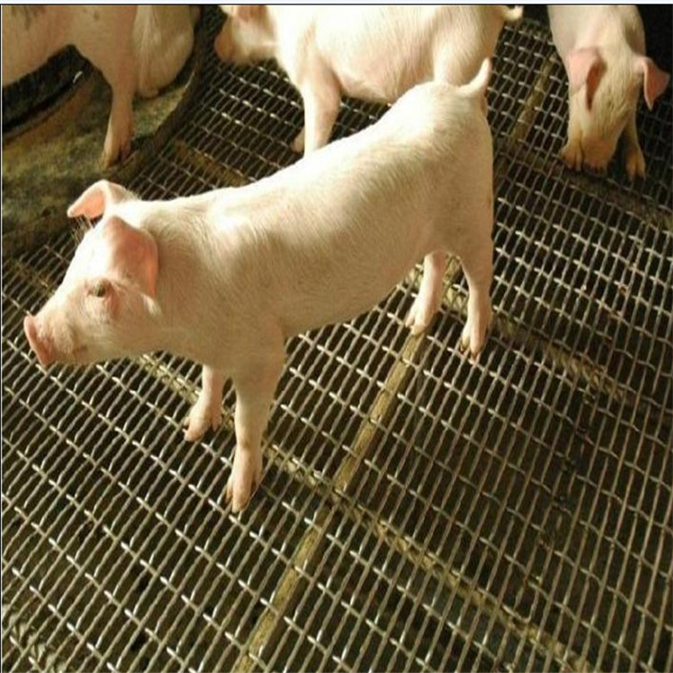 厂家直销 养猪网 镀锌养猪网 养殖底网 长方孔网 母猪猪仔产床网