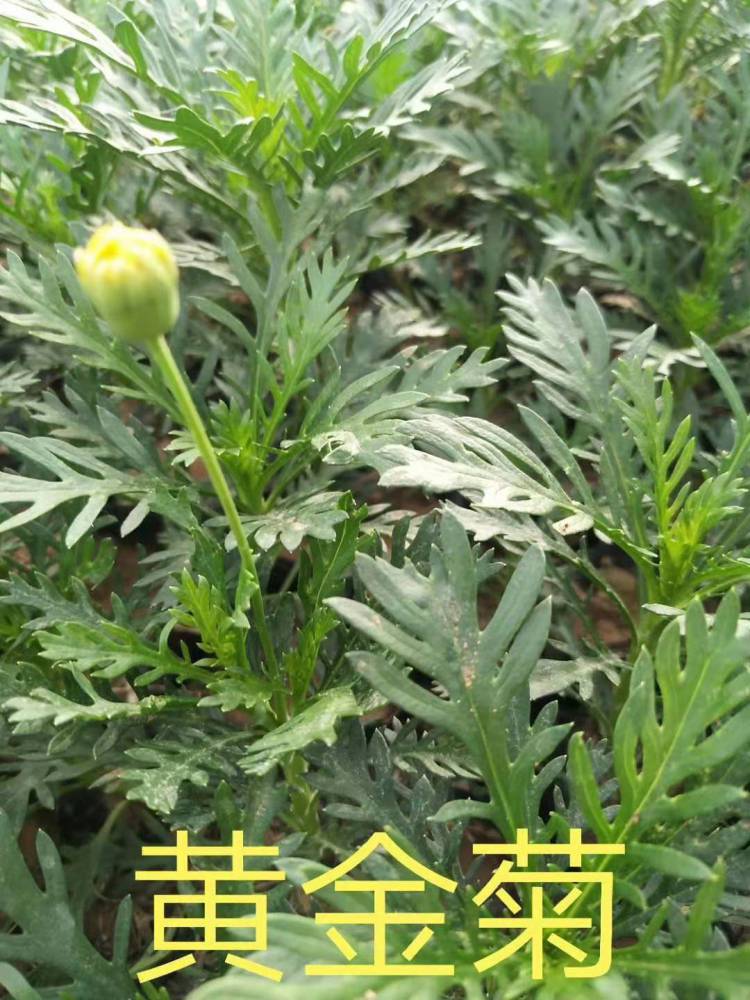 黄金菊价格，黄金菊种子，黄金菊花期，基地种植销售