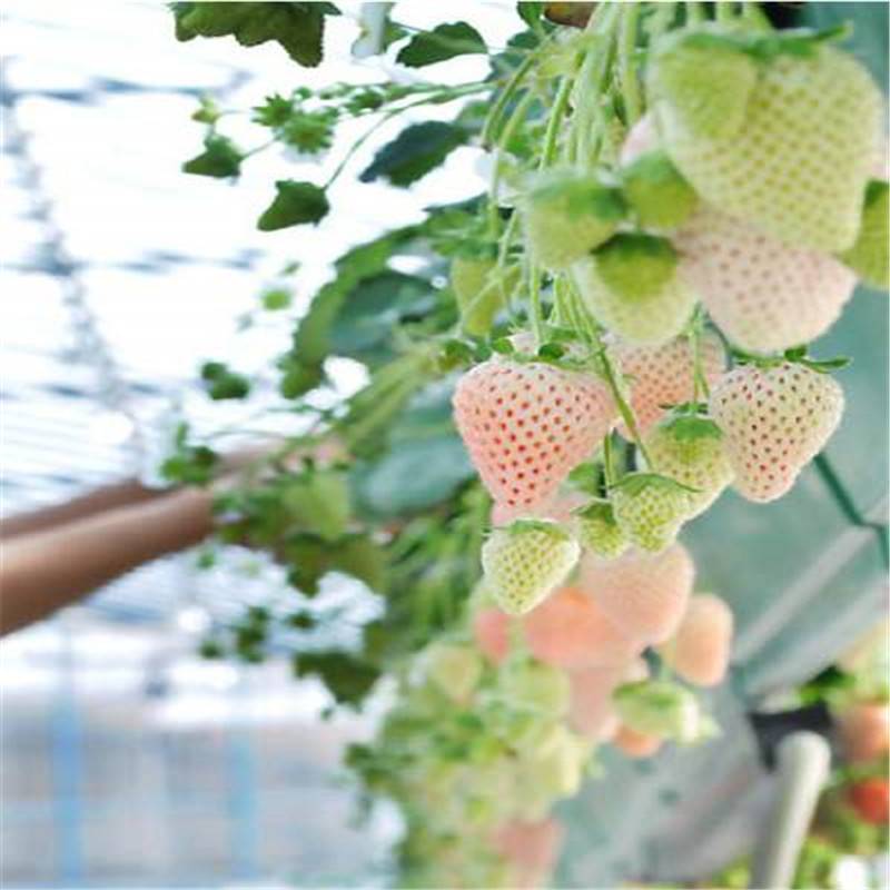 小白草莓苗价格多少、太空2008草莓苗价格、日本白草莓苗品种