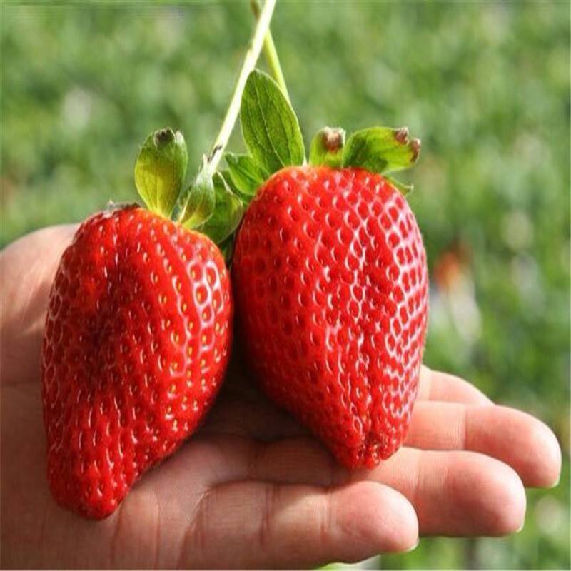 法兰地草莓苗上车价格 适合南方种植的草莓苗品种 章姬草莓苗