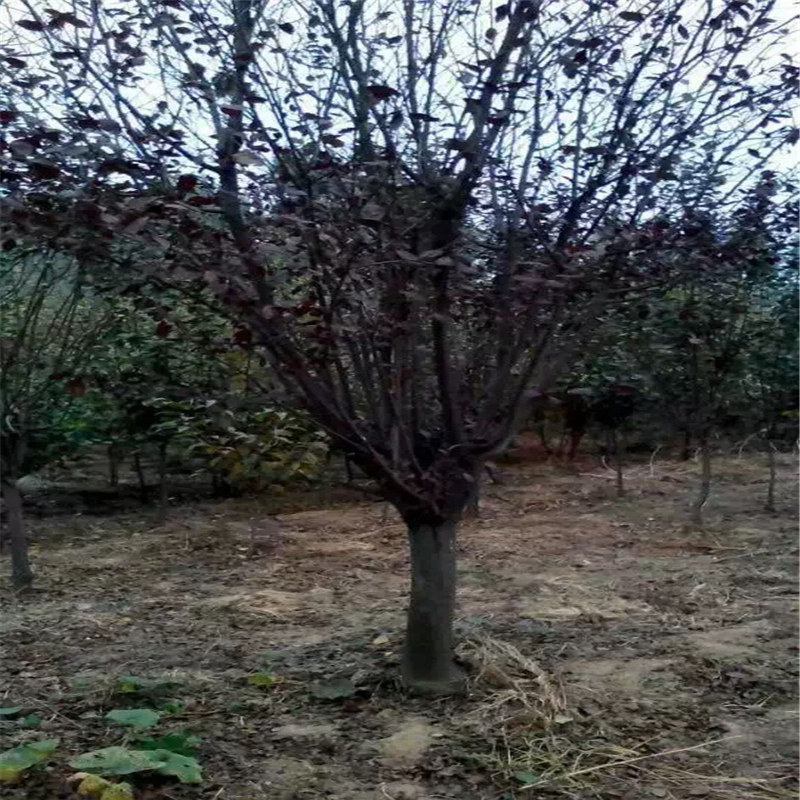 朝阳莎蜜豆樱桃苗多少钱一棵