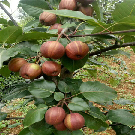 神富苹果苗 神富苹果苗价格 神富苹果苗每日报价