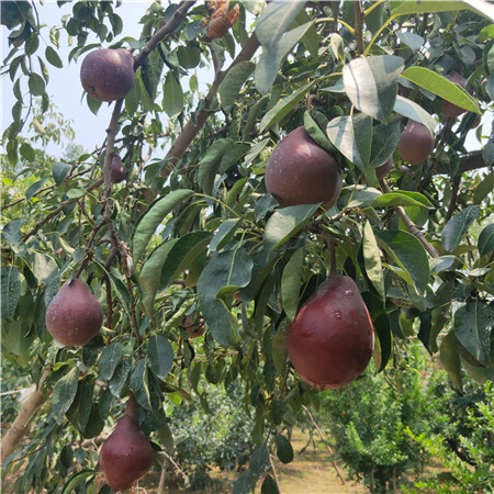2019年八月红梨苗价格多少、三公分八月红梨苗一亩地种植多少棵