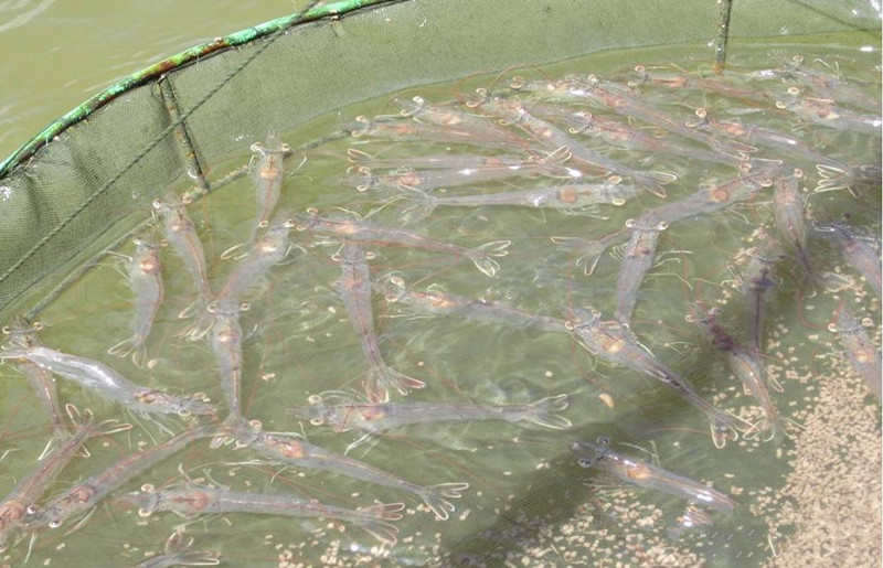 上海地区南美对虾养殖批发 免费传授养殖技术