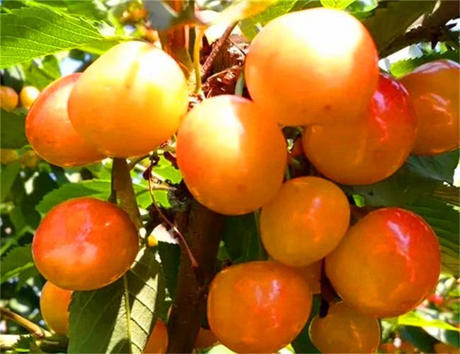 玛瑙红樱桃苗详细介绍，矮化玛瑙红樱桃苗批发价格