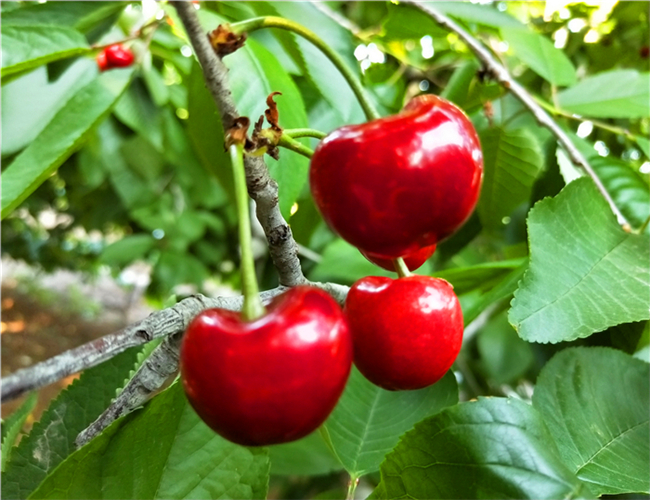 一公分吉塞拉樱桃苗价格列表，三公分拉宾斯樱桃树苗哪里有卖的