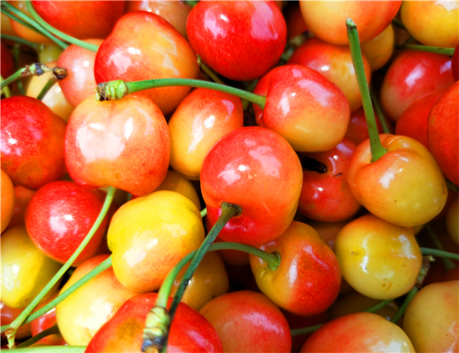 一公分拉宾斯樱桃苗每日价格，三公分车厘子樱桃树苗品种介绍