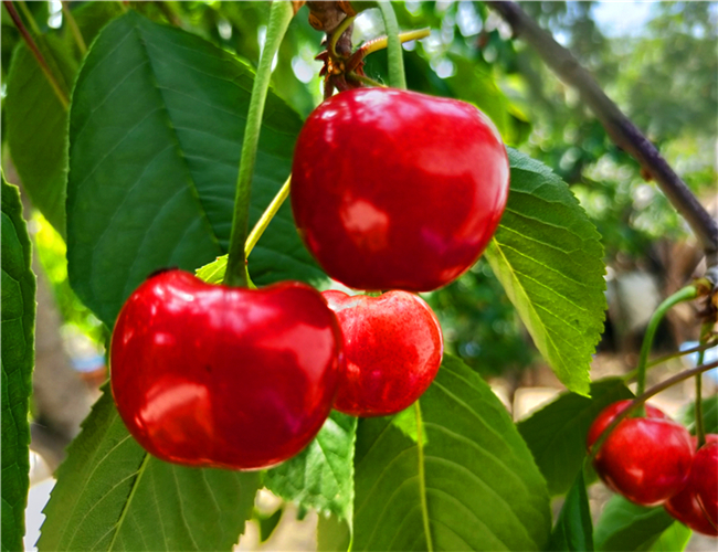 美早樱桃树苗基地批发,玛瑙红樱桃苗市场价格