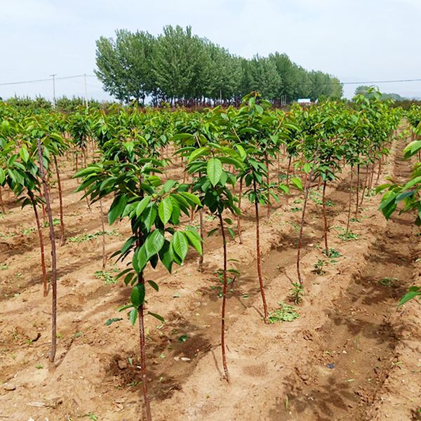 玛瑙红樱桃树苗种植技术,布鲁克斯樱桃苗批发价格