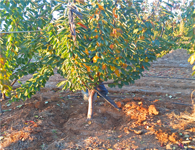 一公分兰丁樱桃苗批发价格，三公分布鲁克斯樱桃树苗生产苗圃