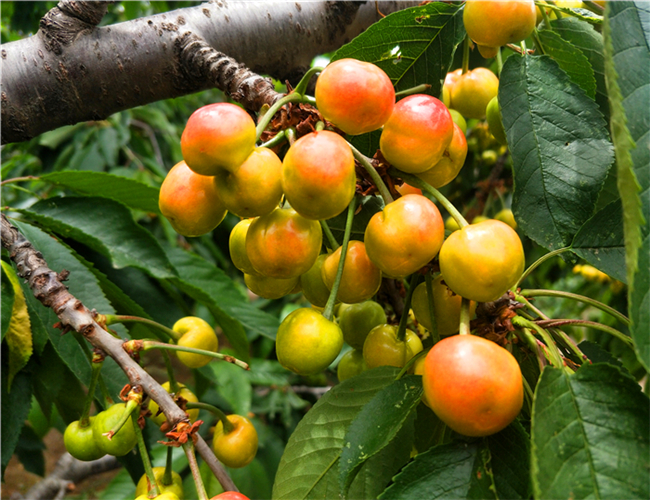 一公分玛瑙红樱桃苗零售价，三公分美早樱桃树苗生产苗圃