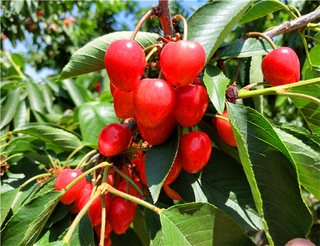 玛瑙红樱桃树苗批发,布鲁克斯樱桃苗价格及基地