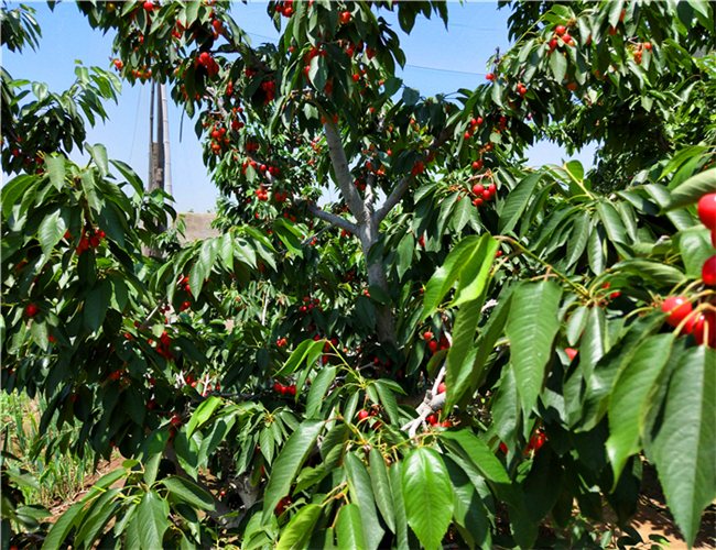 美早樱桃树苗一亩地多少棵,玛瑙红樱桃苗浮动价格