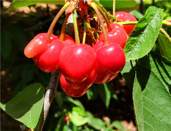 美早樱桃树苗生产苗圃,玛瑙红樱桃苗市场价格