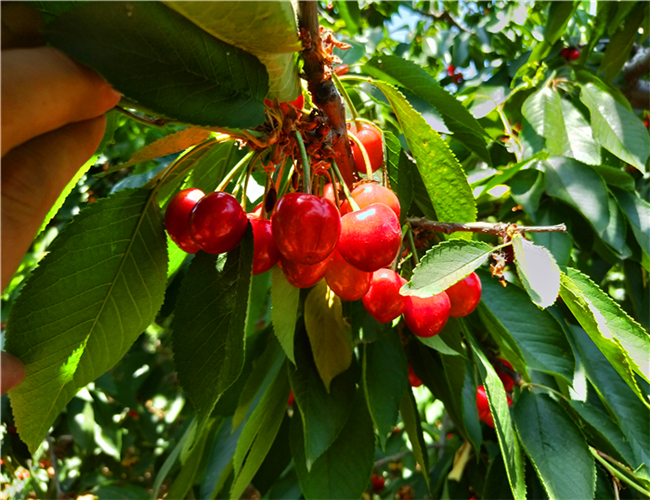 一公分黑珍珠樱桃苗每日价格，三公分吉塞拉樱桃树苗繁育基地
